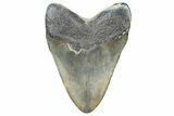 Fossil Megalodon Tooth - Georgia #338732-1